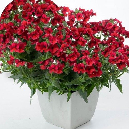 Nemesia 'Lyric® Deep Red' - Nemeesia 'Lyric® Deep Red' P9/0,55L